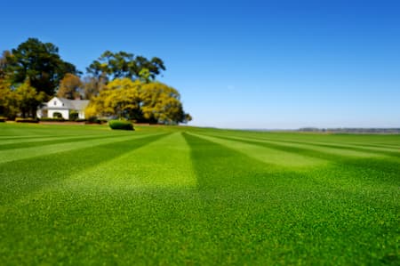 When to Consider Overseeding Your Lawn