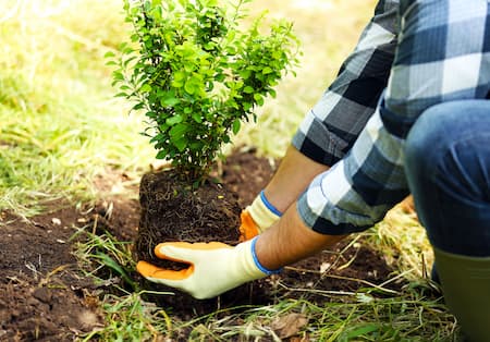 When to plant your trees in georgia