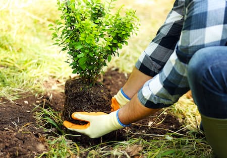 When To Plant Your Trees In Georgia