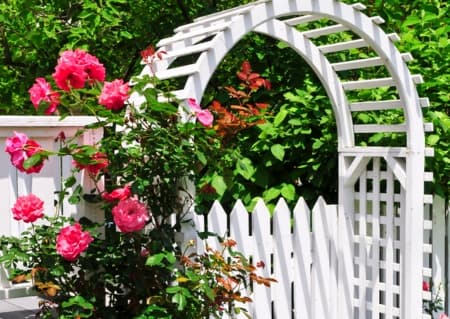 Trellis and arbors